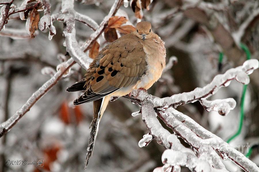Mourning Dove in the Ice Storm Photograph by J McCombie