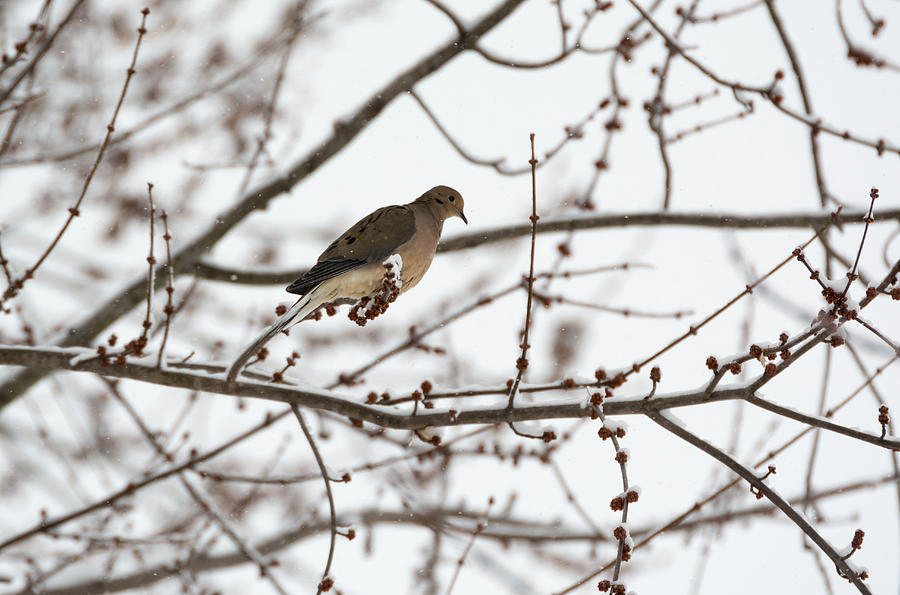 Mourning Dove In Tree With Snow Photograph