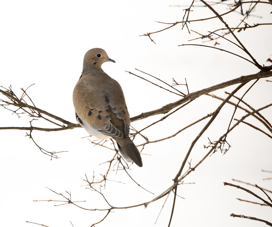 Mourning Dove Photograph by Holden The Moment