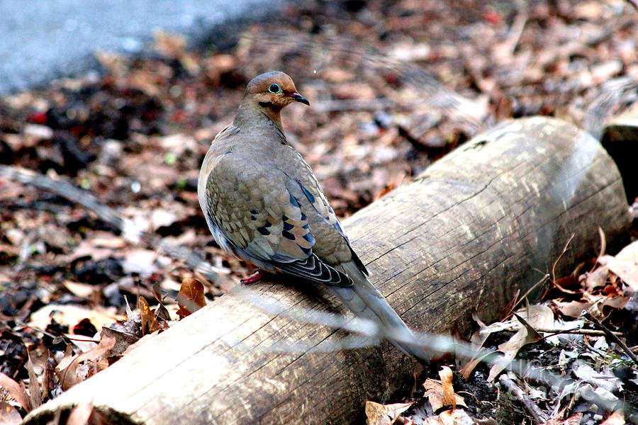 Mourning Dove Photograph by Kathy  White