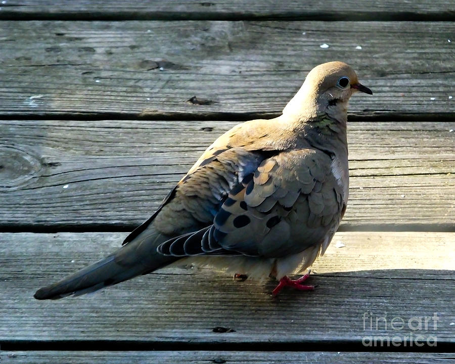 Mourning Dove Photograph by Kristen Fox