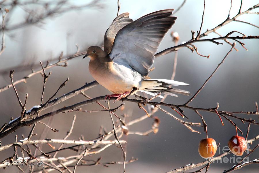 Mourning Dove Landing in Apple Tree Photograph by J McCombie