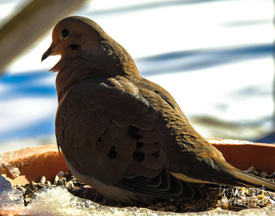Mourning Dove Photograph by Mim White