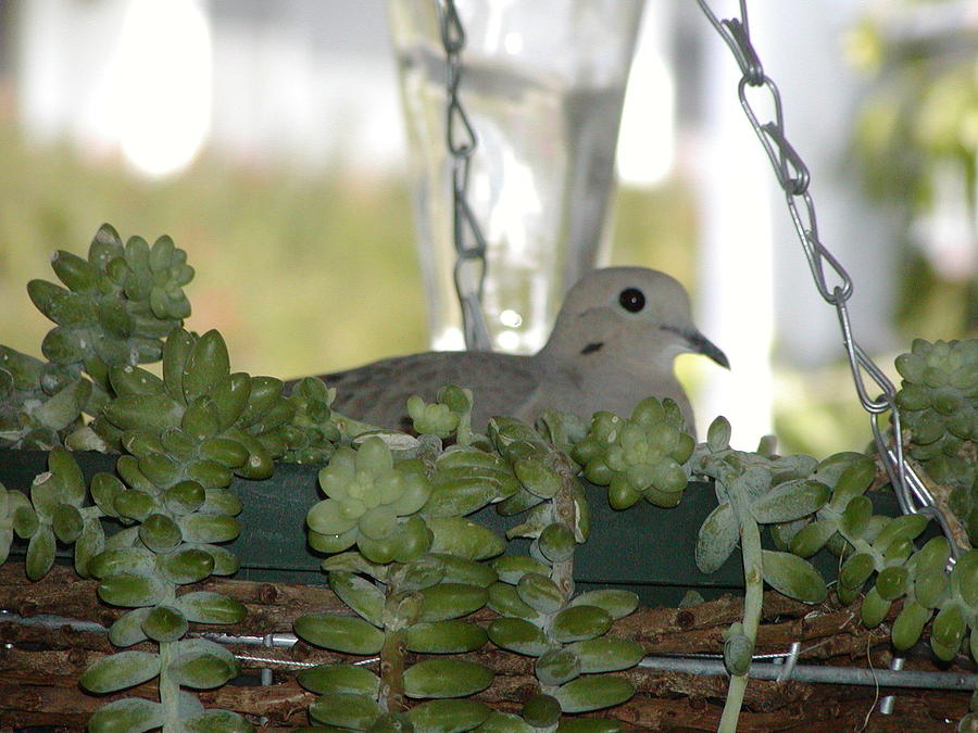 Bird Photograph - Mourning Dove Nesting by Jussta Jussta