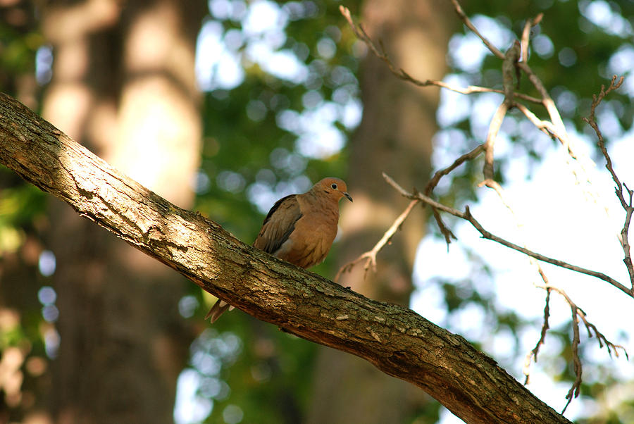 MOURNING DOVE No. 1 Photograph by Janice Adomeit