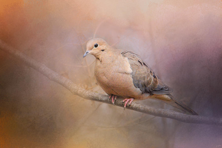 Dove Photograph - Mourning Dove On A Winter Evening by Jai Johnson