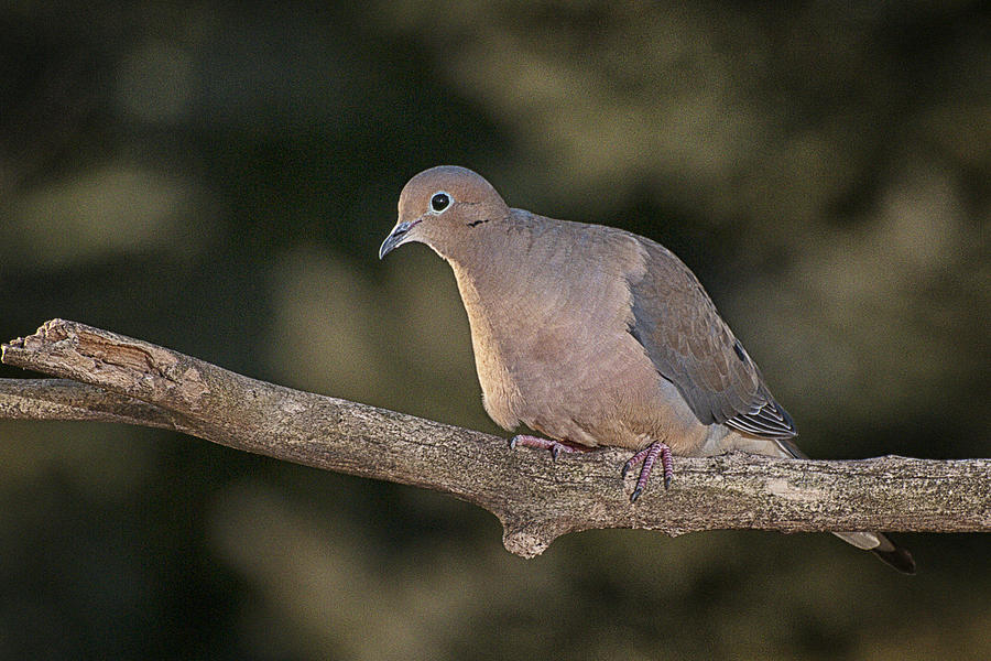 Mourning dove on branch Photograph by Ward McGinnis - Pixels