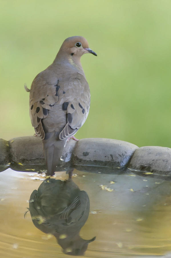 Mourning Dove Reflection Photograph by Terry DeLuco