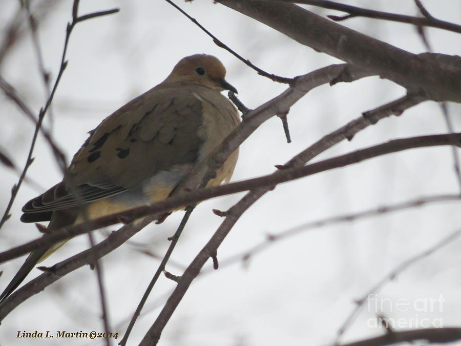 Mourning Dove Resting Photograph by Linda L Martin