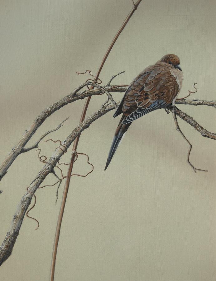 Mourning Dove Painting by Ron Plaizier | Fine Art America