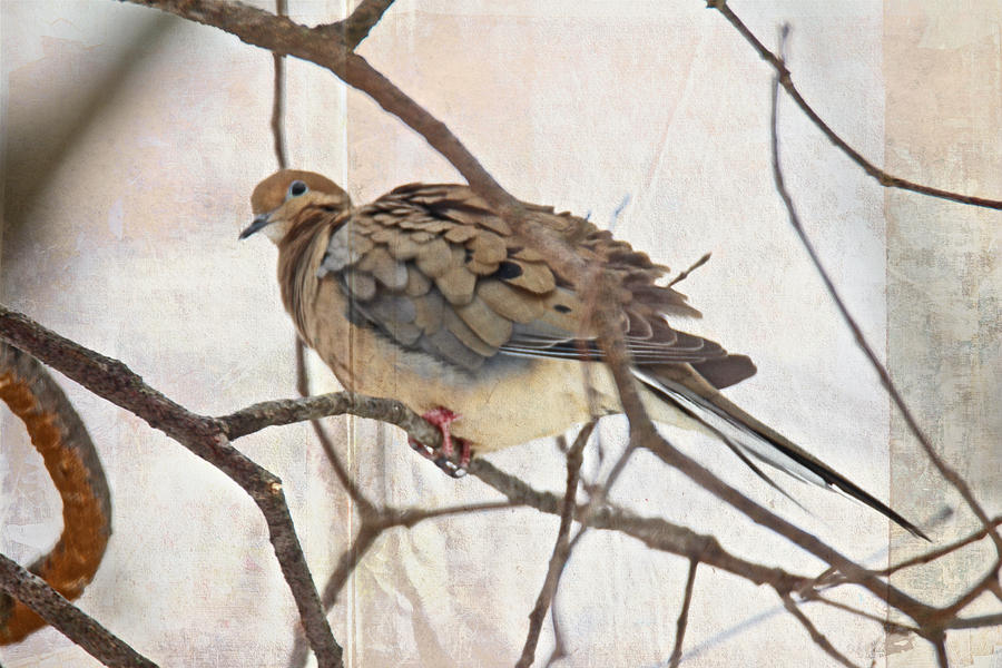Mourning Dove - Sing No Sad Song for Me #2 Photograph by Carol Senske
