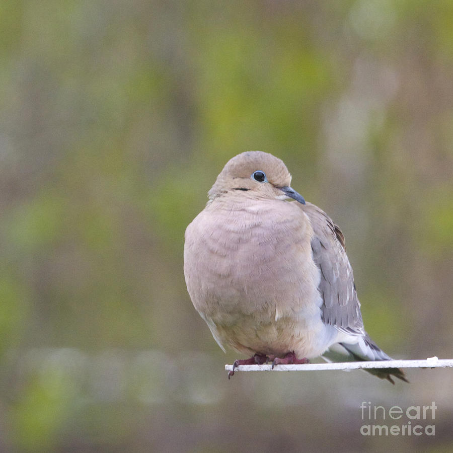 Mourning Dove Square Photograph by Hermes Fine Art