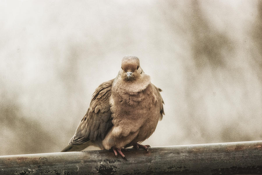 Mourning Dove Photograph by Sue Capuano