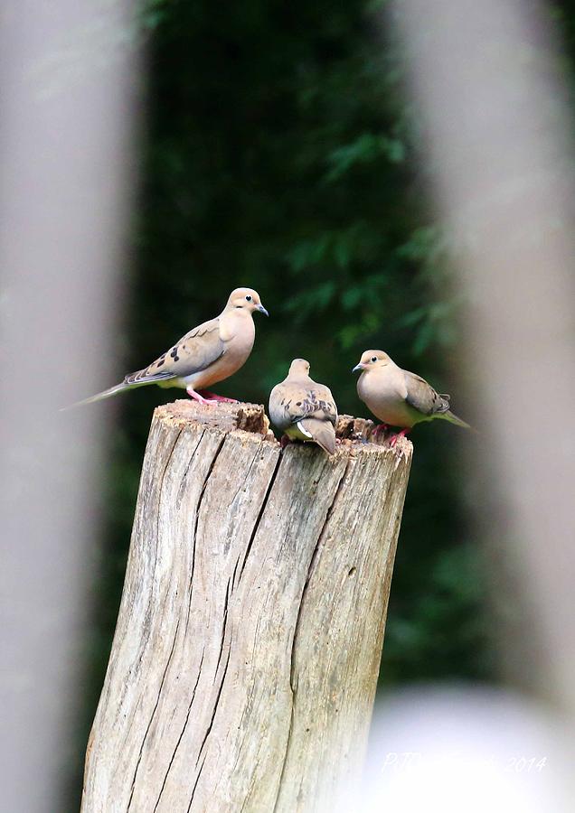 Mourning Dove Triplets Photograph by PJQandFriends Photography
