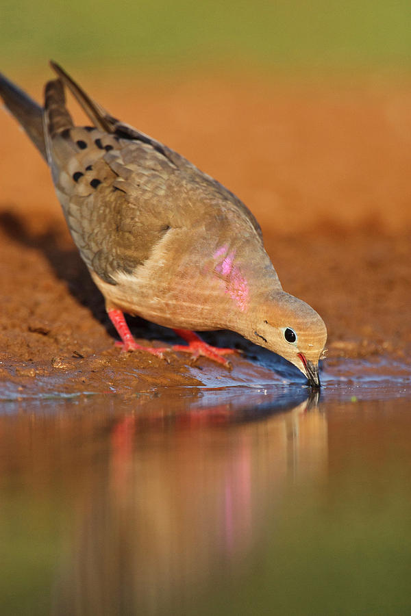 Alert Photograph - Mourning Dove (zenaida Macroura by Larry Ditto Alert Photograph - Mourning Dove (zenaida Macroura by Larry Ditto