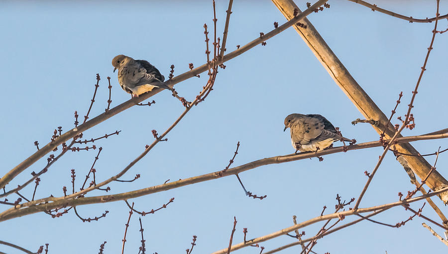 Mourning Doves Photograph by Holden The Moment