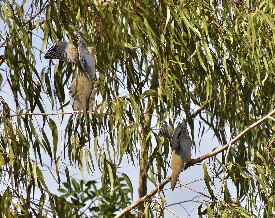 Mourning Doves Landing In Eucalyptus  Photograph by Linda Brody