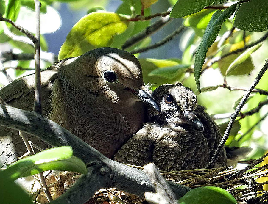 Bird Photograph - Morning Doves Mom and Babe by Kurt Van Wagner