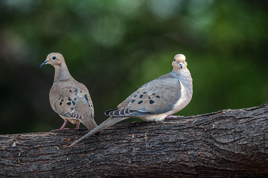 Mourning Doves Photograph by Tam Ryan