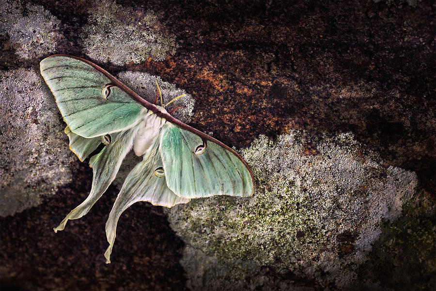 Butterfly Photograph - Mourning Luna by Damon Clarke Butterfly Photograph - Mourning Luna by Damon Clarke