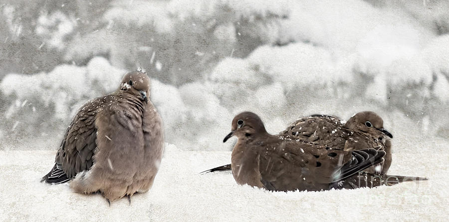 Mourning Dove  Male and Females Photograph by Barbara McMahon