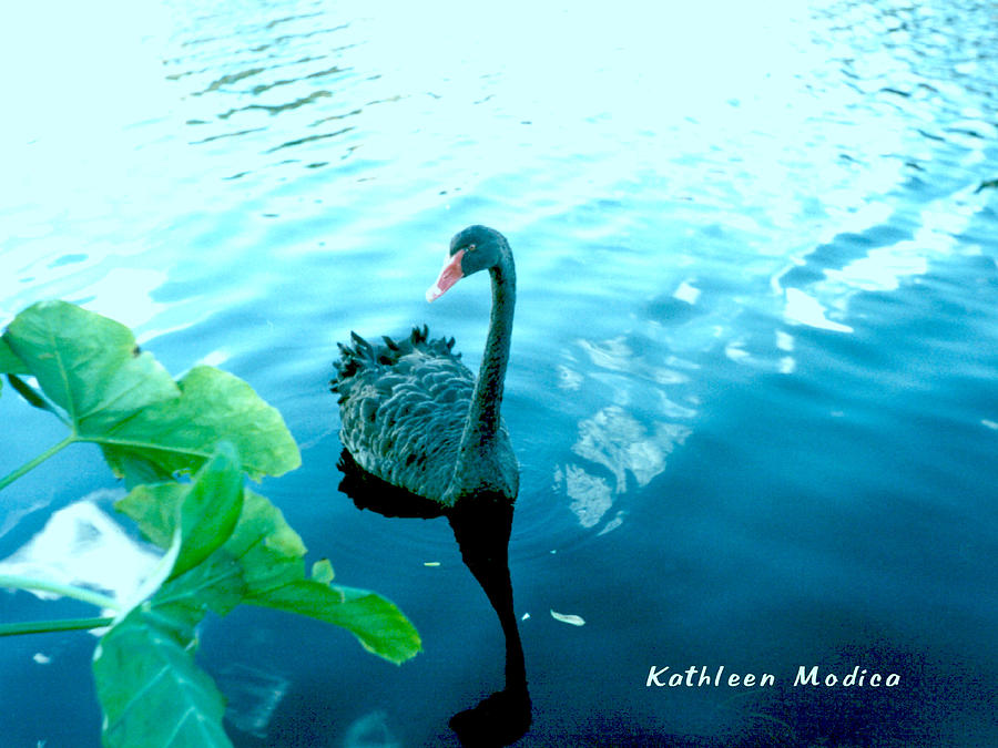 Mourning Swan Song Photograph by Kathleen Modica
