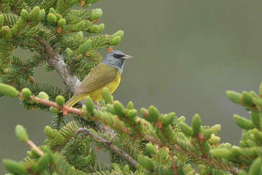 Mourning Warbler Photograph by Alan Lenk