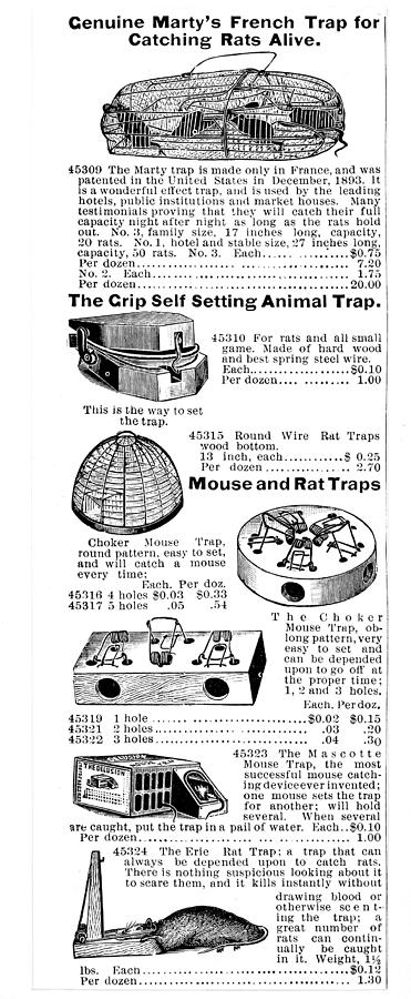 Mouse And Rat Traps, 1895 Painting by Granger