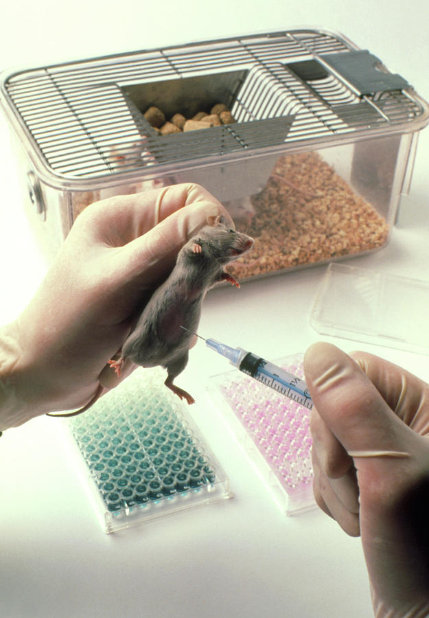 Mouse Being Injected During An Experiment Photograph by Ed Young ...