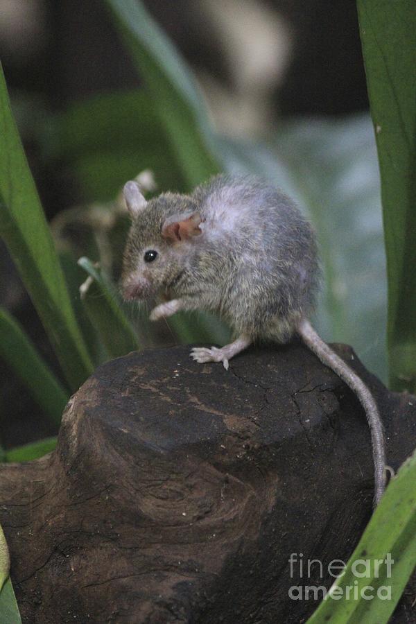 Mouse  Photograph by David Grant