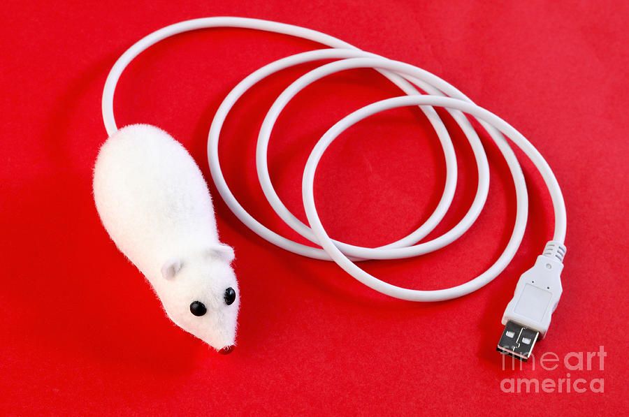 Mouse Photograph - Mouse on red background by William Voon
