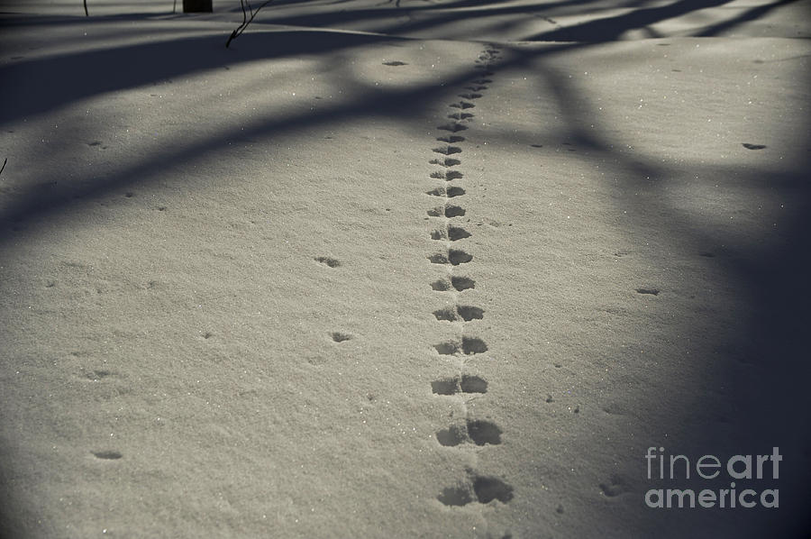 Winter Photograph - Mouse Tracks by Elaine Mikkelstrup