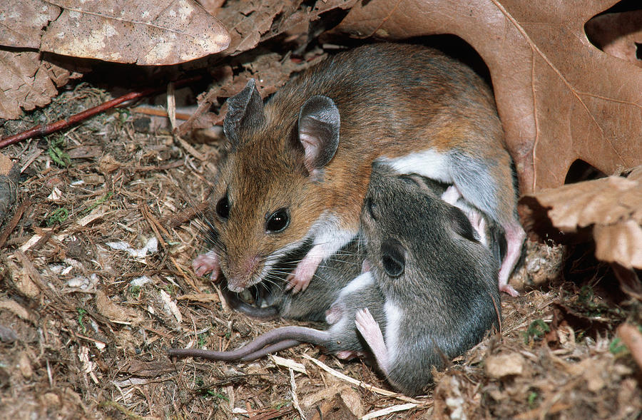 Mouse With Litter Photograph by Nicholas Bergkessel Jr - Fine Art America