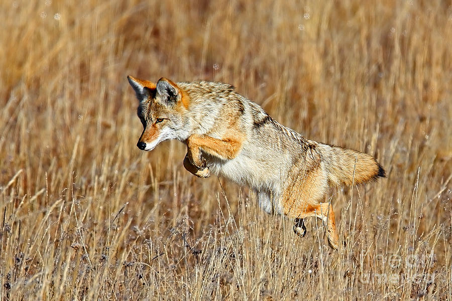 Mousing Coyote Photograph by Bill Singleton