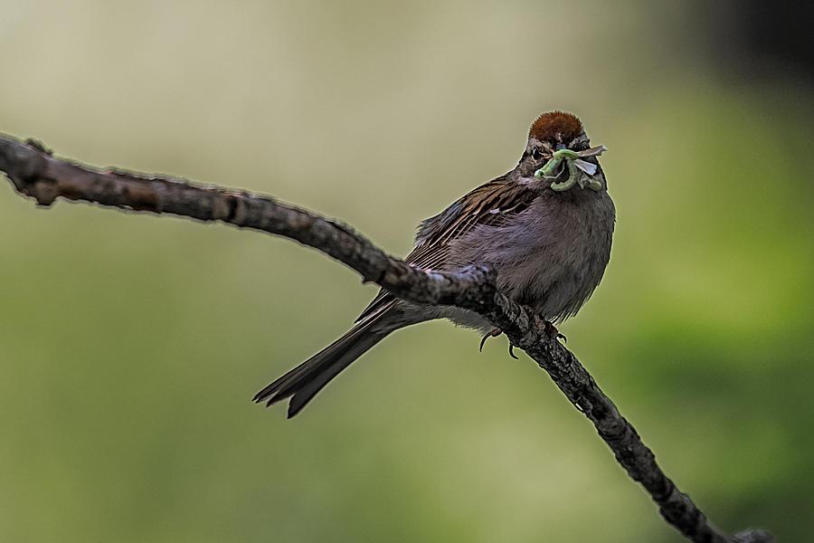 Sparrow Photograph - Mouth Full by Paul Freidlund