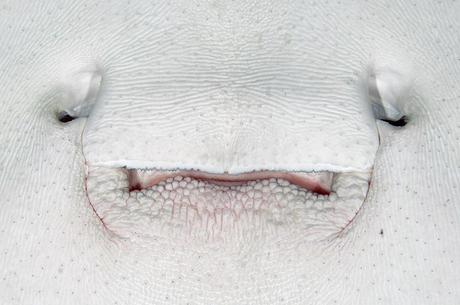 Mouth Of A Marble Ray Photograph by Scubazoo/science Photo Library