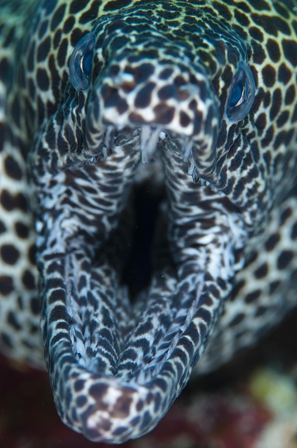 Mouth of honeycomb moray Photograph by Science Photo Library