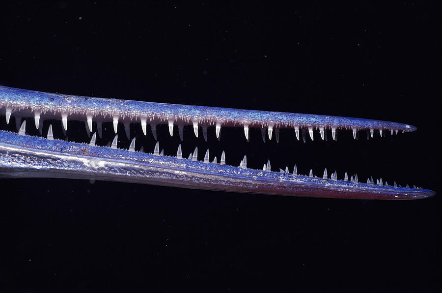 Mouth Of Needlefish Photograph by Jeff Rotman