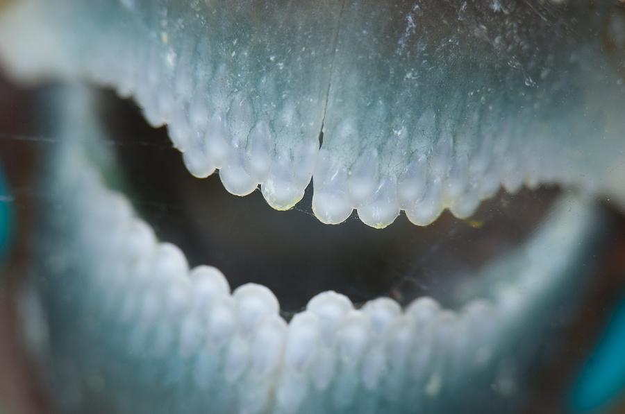 parrot fish teeth
