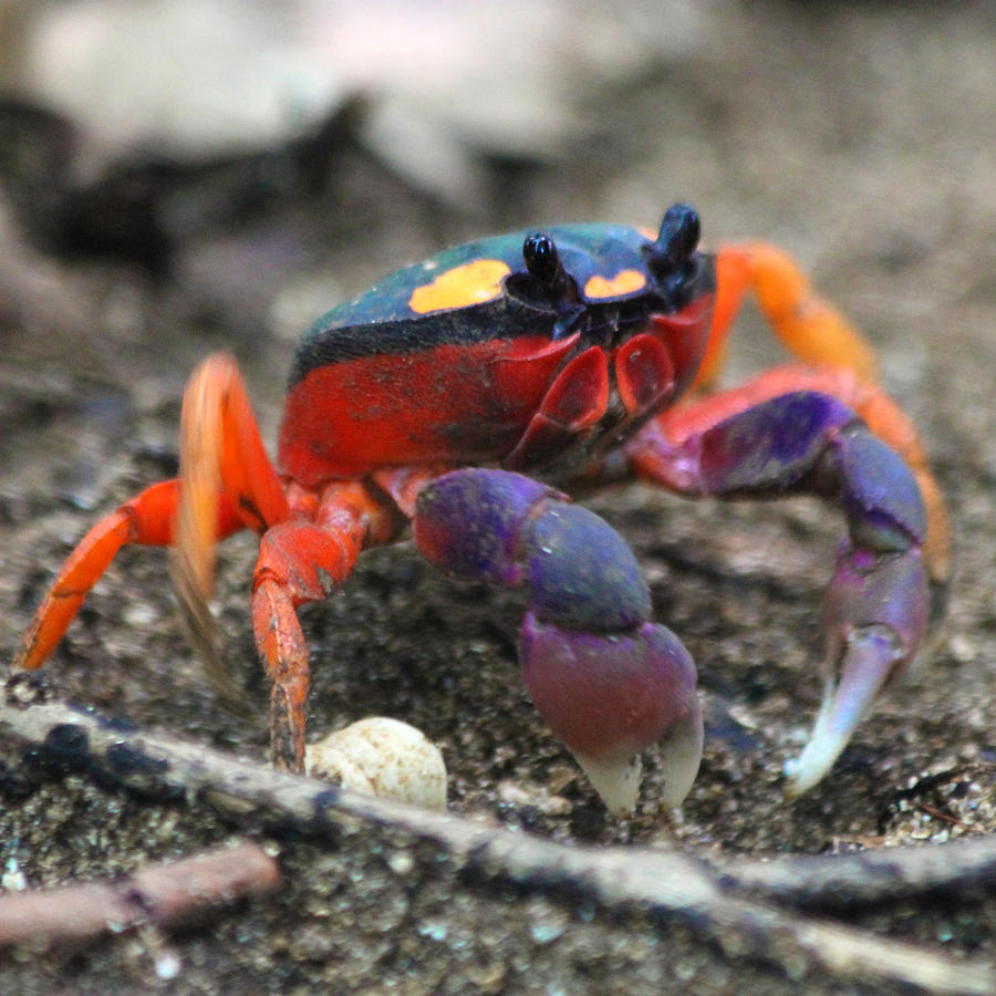 Wildlife Photograph - Mouthless Crab by Nathan Miller