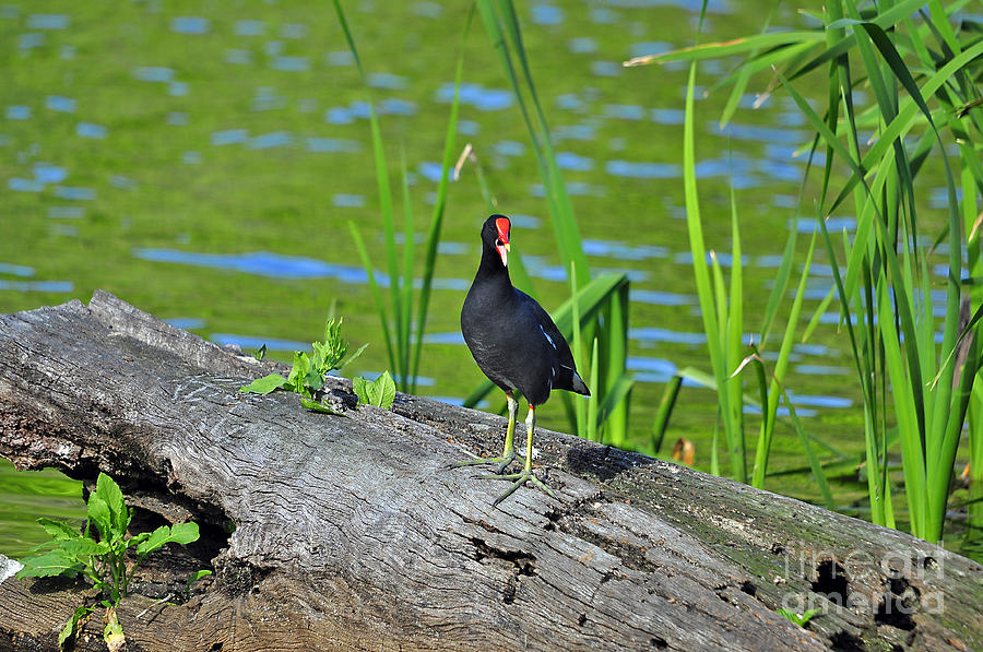 Bird Photograph - Mouthy Moorhen by Al Powell Photography USA
