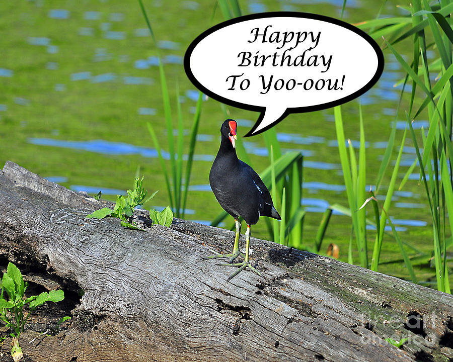 Mouthy Moorhen Birthday Card Photograph by Al Powell Photography USA