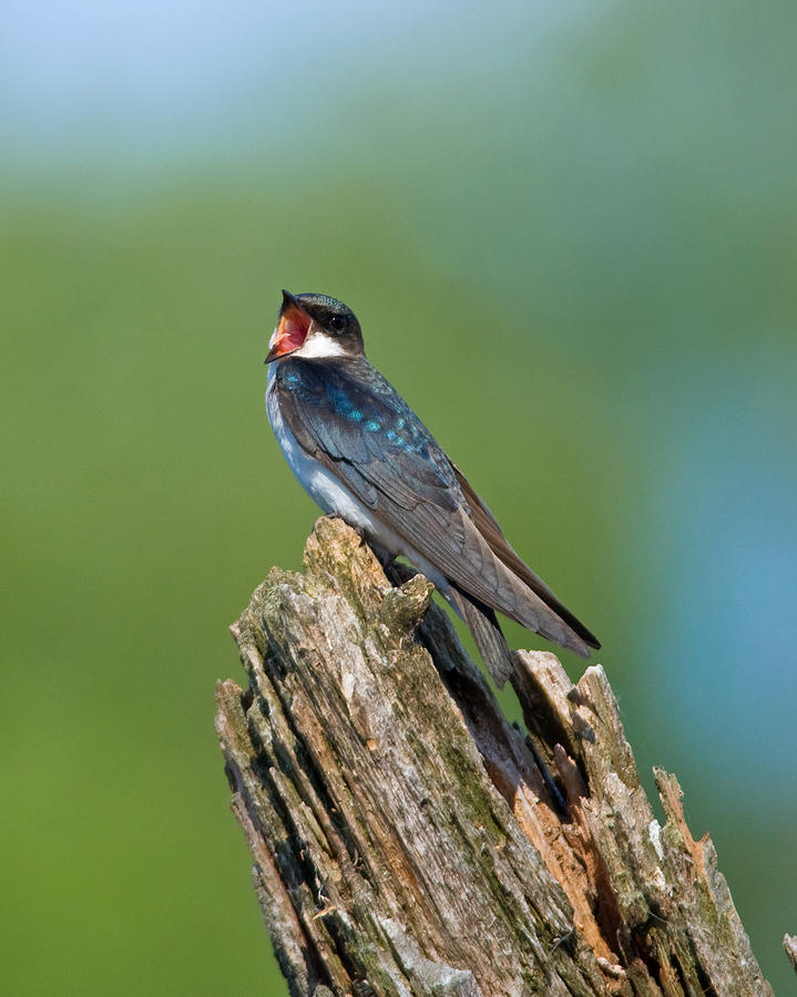 Mouthy Tree Swallow Photograph by Gerald DeBoer