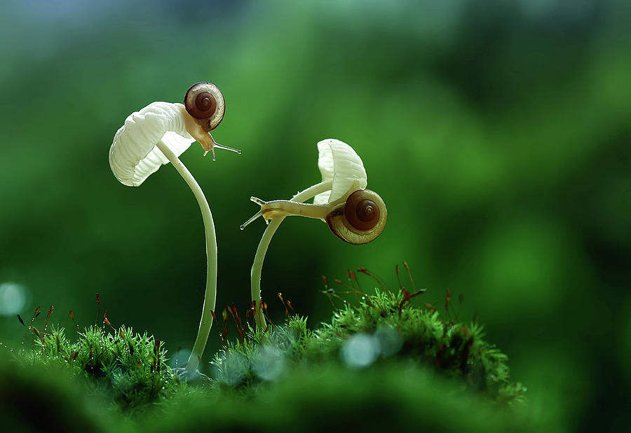 Mushroom Photograph - Move On by Abdul Gapur Dayak
