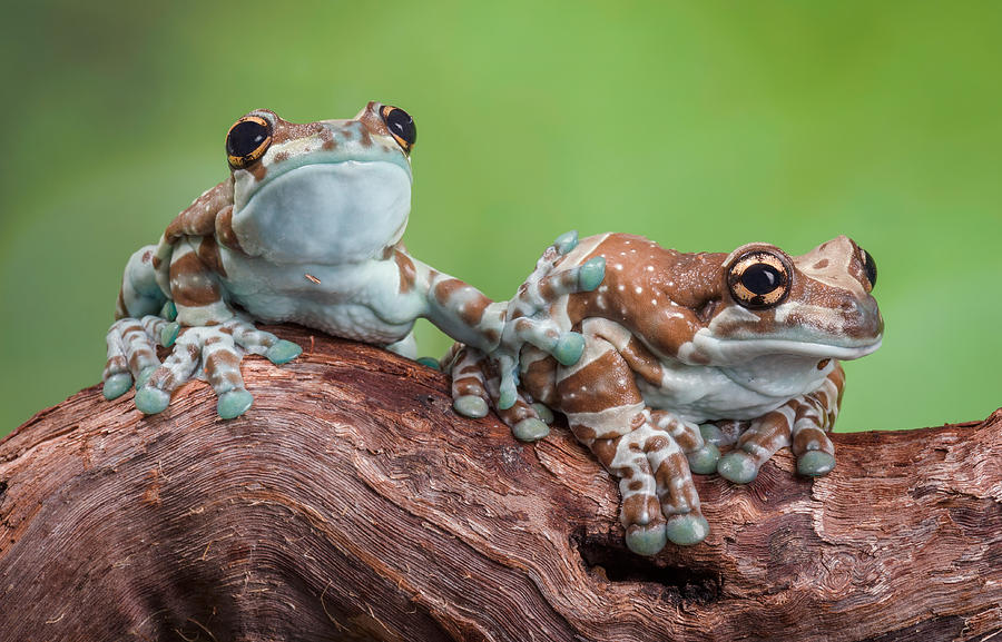 Frog Photograph - Move Over by Cheryl Schneider