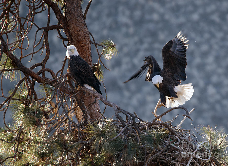 Eagle Photograph - Move Over by Michael Dawson