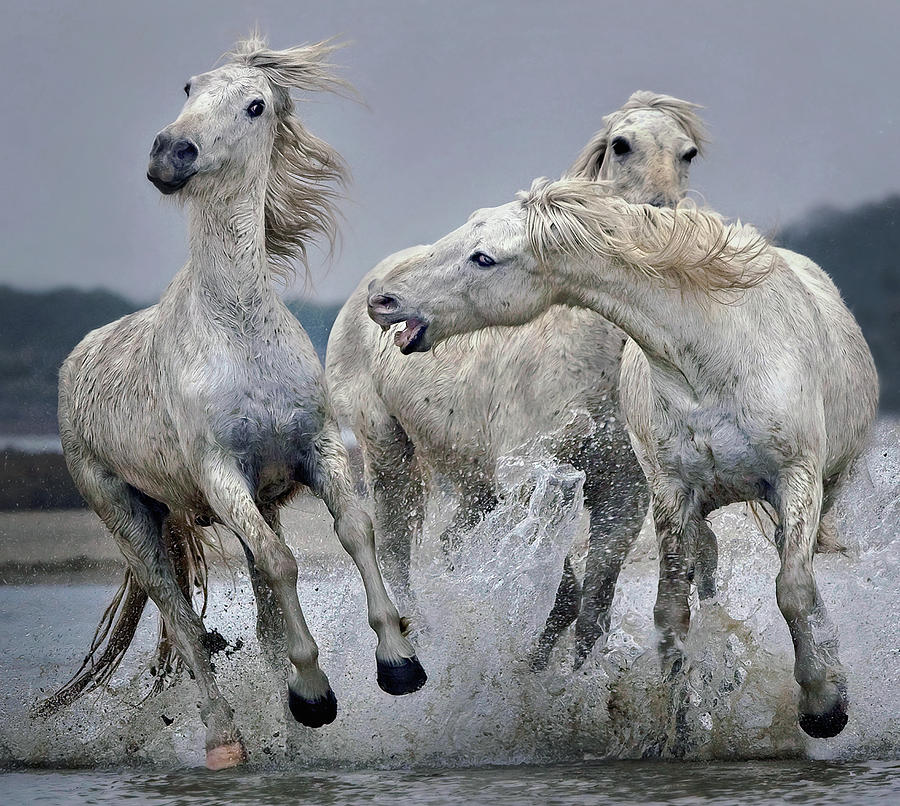 Action Photograph - Move Over.... by Paul Keates Action Photograph - Move Over.... by Paul Keates