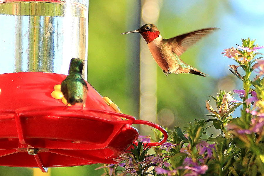Move Over Ruby-Throated Hummingbirds Wildlife Art Photograph by Reid Callaway