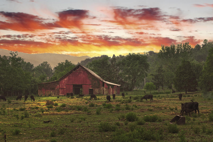 Farm Cattle Photograph - Movie farm Cosby TN by Randall Branham