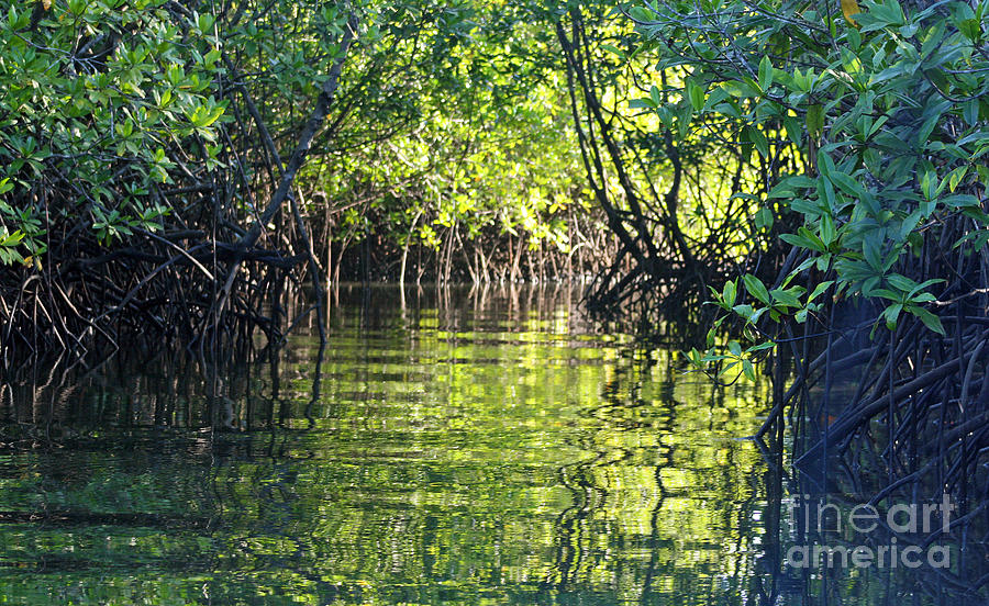 Movin thru the Mangroves Photograph by Bob Hislop